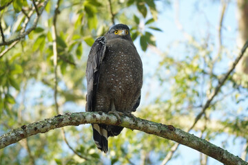 Crested serpent eagle