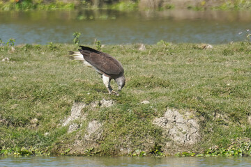 Grey-headed Fish Eagle