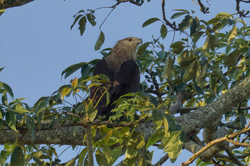 Pallas's fish eagle