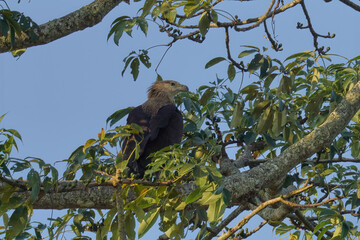 Pallas's fish eagle
