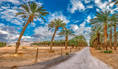 Panorama. Plantations of date palms for healthy food production. Date palm is iconic ancient plant and famous food crop in the Middle East and North Africa, it has been cultivated for 5000 years - 764476427