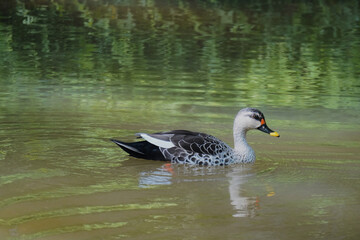 Indian Spot-billed duck
