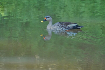 Indian Spot-billed duck