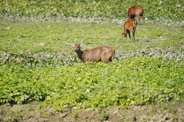 Indian hog deer