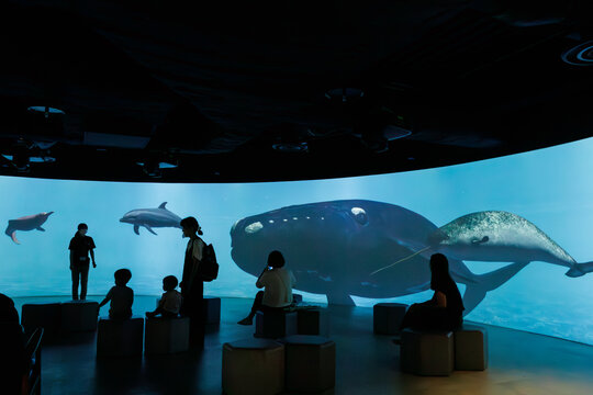 鯨類解説スクリーン。
巨大で美しいマッコウクジラ（マッコウクジラ目）、ザトウクジラ（ナガスクジラ科）、アマゾンカワイルカ（アマゾンカワイルカ科）、ハンドウイルカ（マイルカ科）、セミクジラ（セミクジラ科）、イッカク（イッカク科）。

日本国神奈川県川崎市、カワスイにて。
2023年9月4日撮影。

Cetacean Interpretive Screen.
Amazon river dolphin,