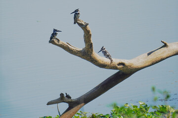 Pied Kingfisher