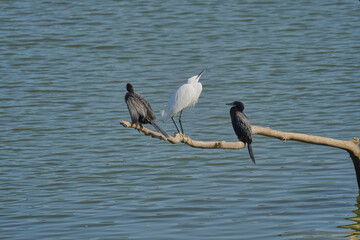Cormorant and egret