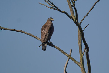 Crested serpent eagle 