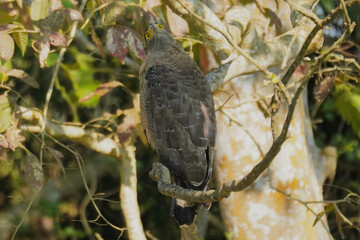 Crested Serpent-eagle