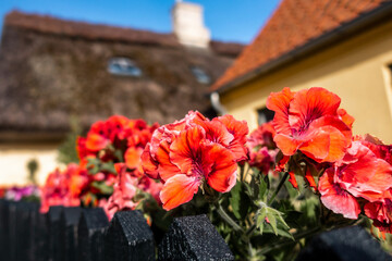 Red flowers with green stems behind black wooden fence of classic Noric homes with thatched seaweed with windows and chimney on it and red tile roofs in background