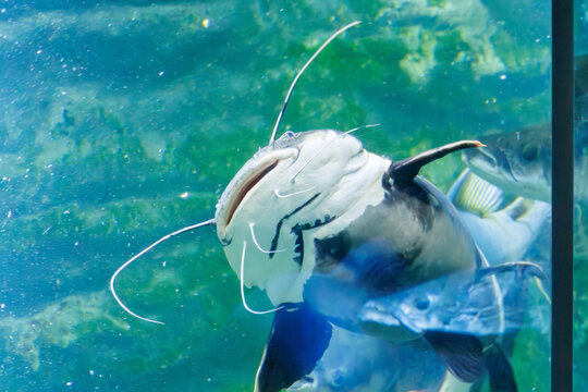 大きく美しいレッドテールキャットフィッシュ（ナマズ目ピメロドゥス科）。

日本国神奈川県川崎市、カワスイにて。
2023年9月4日撮影。

A large, beautiful redtail catfish (Phractocephalus hemioliopterus, Pimelodus family).

At Kawasui aquarium, Kawasaki city, Kanaga