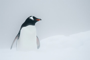 Gentoo PenguinGentoo Penguin in Snowy Habitat. Minimalist Artistic Illustration of Penguin Isolated on White.
