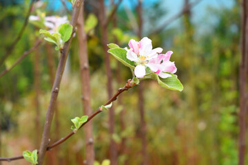 apple blossom flowers, Spring blossoms, apple blossom, apple tree in garden, Blooming fruit tree. Spring flowering of trees. Apple tree flower closeup