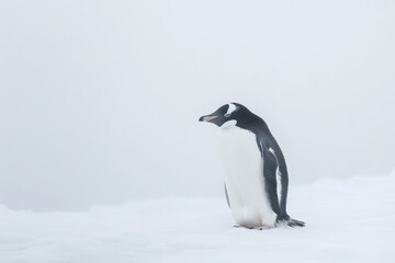 Fototapeta premium Gentoo PenguinGentoo Penguin in Snowy Habitat. Minimalist Artistic Illustration of Penguin Isolated on White. 