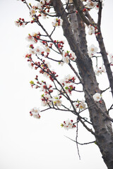 apricot blossom flowers, Spring blossoms, apricot blossom, apricot tree in garden, Blooming fruit tree. Spring flowering of trees. apricot tree flower closeup
