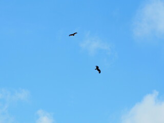 Flying eagle on the sky in strong sunshine. Flock of river bird in the jungle. Adventure scene in the movie. Ecology concept.