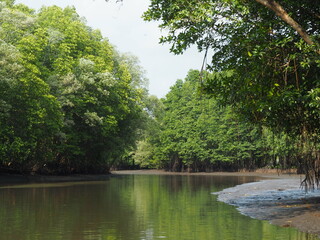 Beautiful Mangrove forest in Asia. Forest at the river estuary background. Scene in adventure movie.