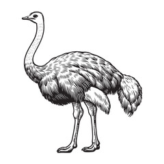 Line art of ostrich vector