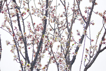 apricot blossom flowers, Spring blossoms, apricot blossom, apricot tree in garden, Blooming fruit tree. Spring flowering of trees. apricot tree flower closeup