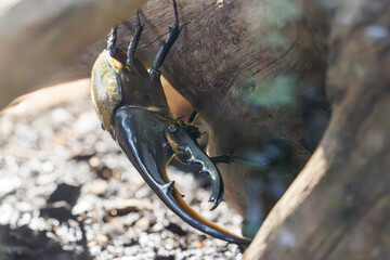 美しく大きなヘラクレスオオカブト（コガネムシ科）。
世界最大級。

日本国神奈川県川崎市、カワスイにて。
2023年9月4日撮影。

Beautiful and large Hercules beetle (Dynastes hercules, family of beetles).
One of the largest in the world.

At Kawasui aquarium, Ka