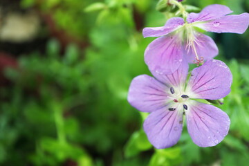 フウロソウ　ヒマラエンセ　ベイビーブルーの花