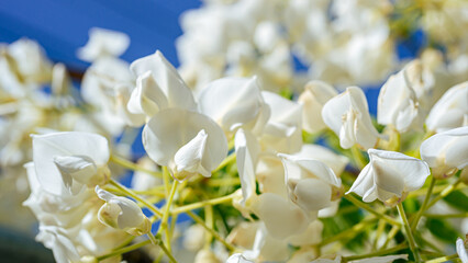 白い花の藤