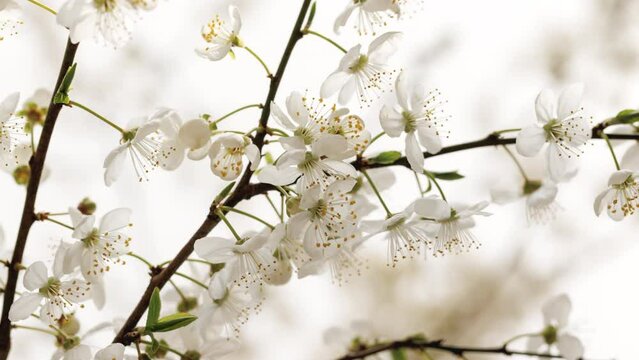 Blooming mirabelle flowers, close-up view. Spring flowers on a branch