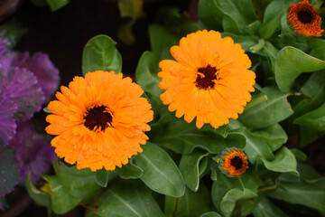 Calendula officinalis flower, orange calendula flower closeup, calendula, calendula flower,...