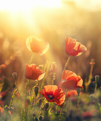Obraz premium poppy flowers in the field, Anzac day