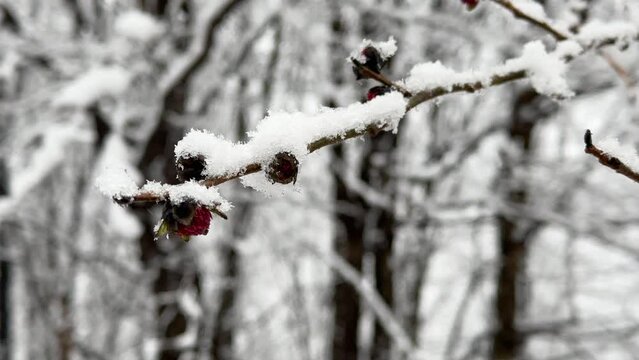 heavy snow cover the tree branch in winter season Hyrcanian forest nature landscape