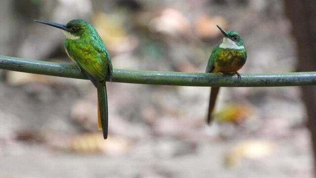 Pair of Jacamars Enjoying the Same Branch in South American Forest