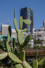 東京港区南青山2丁目のサボテン