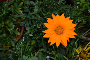 Beautiful Orange gazania flower Closeup, Close up Orange Gazania Flower, Orange Gazania Linearis Flower in garden