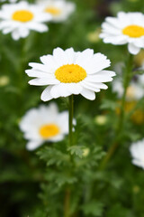 Fototapeta premium Oxeye daisy (Leucanthemum vulgare) blooming in spring, White flowers in the garden closeup, Wild daisy flowers growing on meadow, white chamomiles on green grass background. Oxeye daisy