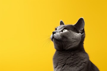 close up of white short hair cats are looking up with yellow eyes. yellow studio background.