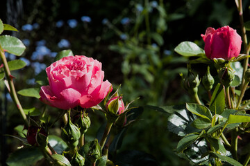 Pink roses in the garden with green leaves and bokeh background.