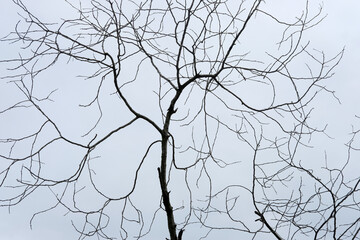branches of a tree