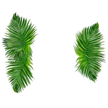 Tropical palm leaf border with exotic jungle foliage Transparent Background Images 