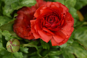 Beautiful red ranunculus flowers growing in an outdoor flower garden. ranunculus flower closeup, red blooming flower, rose flower