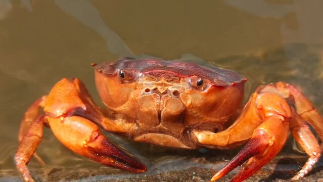 freshwater crab