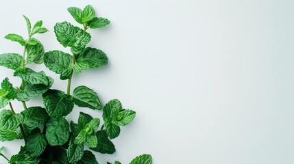 A picture of a sprig of fresh spearmint herb, specifically the Mentha variety, placed on a white - obrazy, fototapety, plakaty