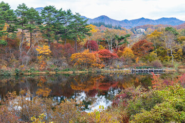 日本の風景・秋　志賀高原　紅葉見頃の一沼