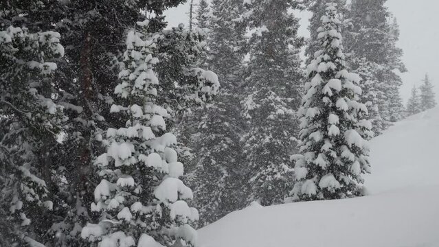 Snow falling backcountry Berthoud Pass Colorado snowing snowy spring winter wonderland blizzard white out deep powder national forest Rocky Mountain Pine Tree grey cinematic super slow motion static