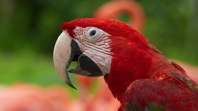 Close up shot capturing the details of a happy red-and-green macaw (ara chloropterus), tongue clicking and seeking for attention, bird commonly capture for illegal parrot trade.