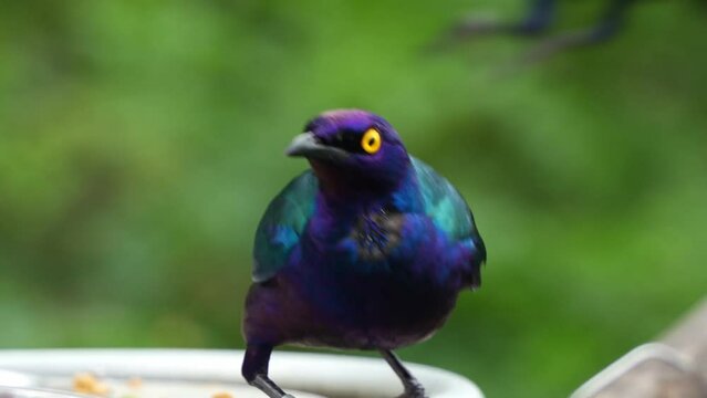 Close up shot of a purple glossy starling, lamprotornis purpureus with eye-catching appearance, striking iridescent plumage perched on the edge of feeder bowl, alerted by the surroundings.
