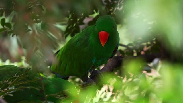 Two male moluccan eclectus, eclectus roratus perching on branch in the forest under lush tree canopy, close up shot of an exotic parrot species.