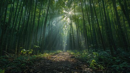 Sunlight Piercing through Bamboo Forest