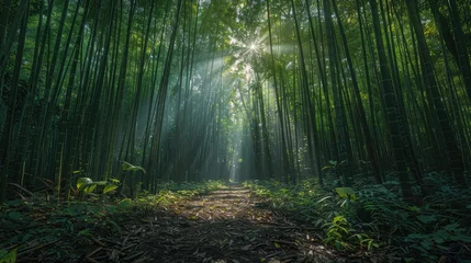 Gordijnen Sunlight Piercing through Bamboo Forest © Jonas