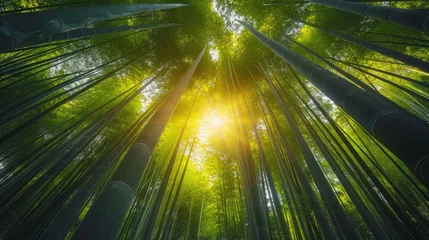 Rolgordijnen Sunlight Piercing Through Bamboo Forest © Jonas