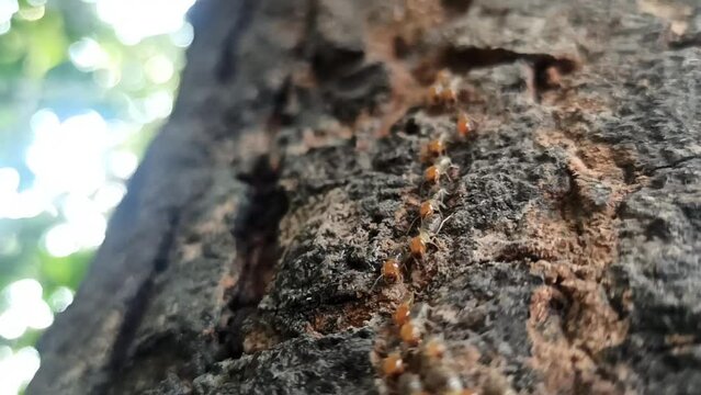 row of termites on a tree
